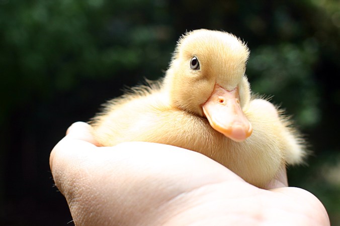 Hello you./ Photo Tifotter