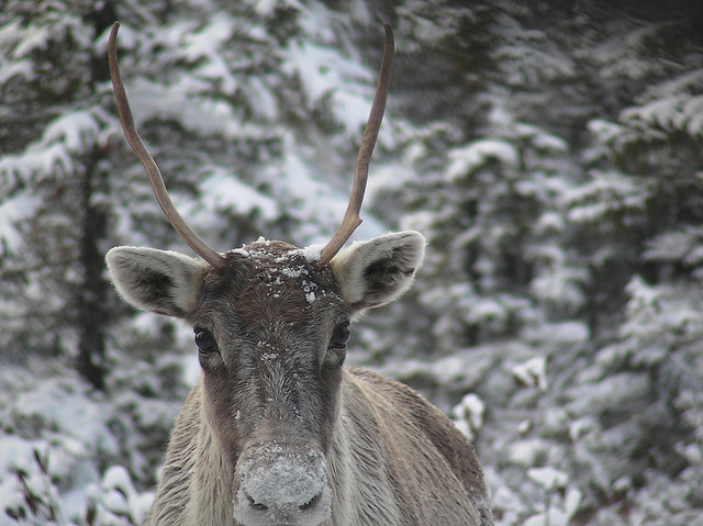 Caribou./ Photo Peupleloup