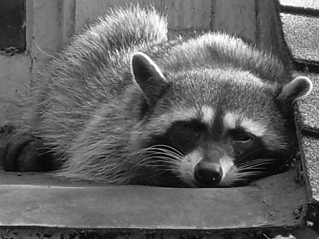 Se méfier du racoon qui dort./ Photo Trevor Blake
