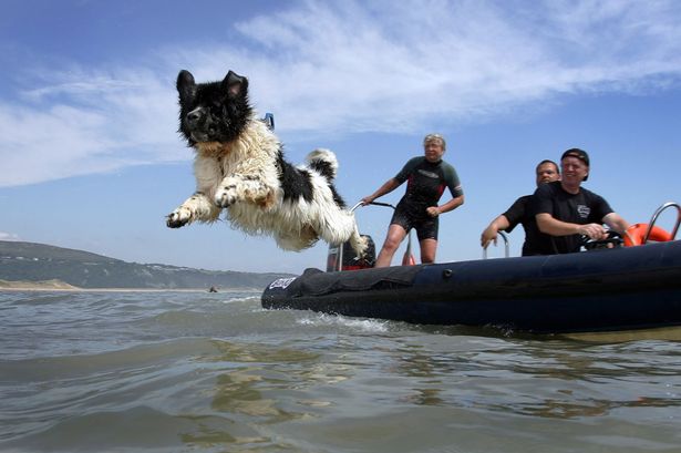 Chien sauveteur./ Photo Mirror