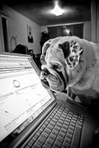 Lapdog./ Photo Jesse Courtemanche