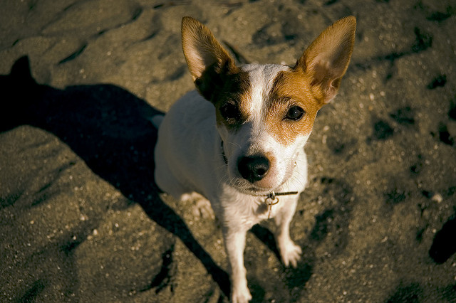 Ivy en balade./ Photo S. Pants