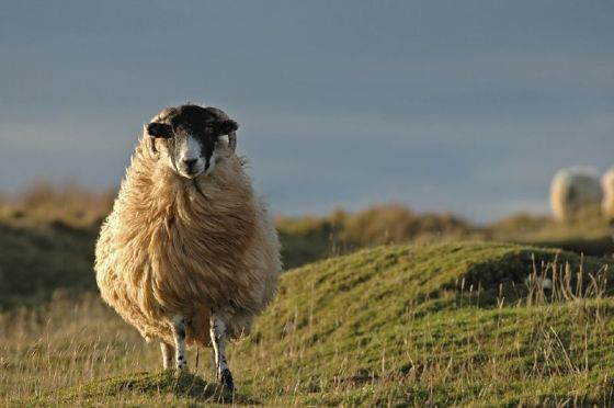 Irlande./ Photo Thomas Faivre-Duboz