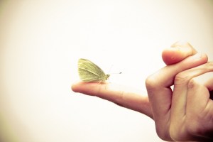 L'effet papillon./ Photo Steven Depolo