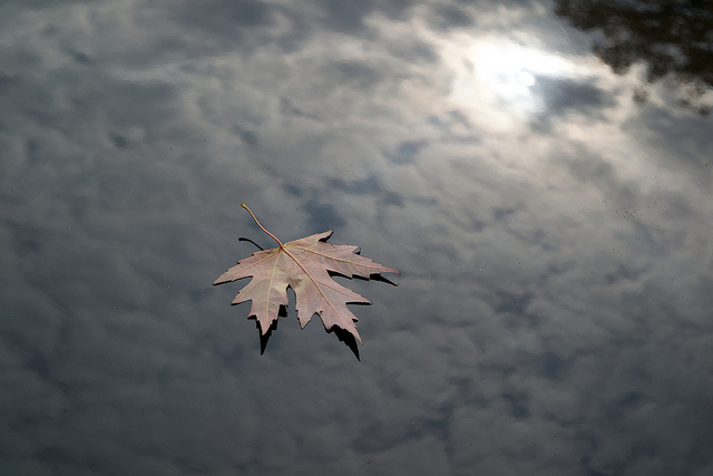 Erable et Audi./ Photo Clément Belleudy