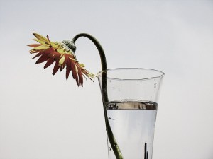 Fleur en burn-out./ Photo HUS0