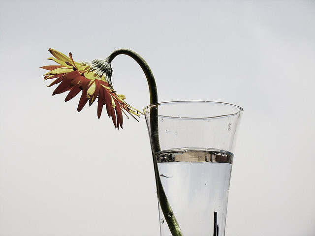 Fleur en burn-out./ Photo HUS0 