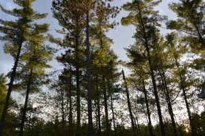 ./ Photo DR Lexie Swing