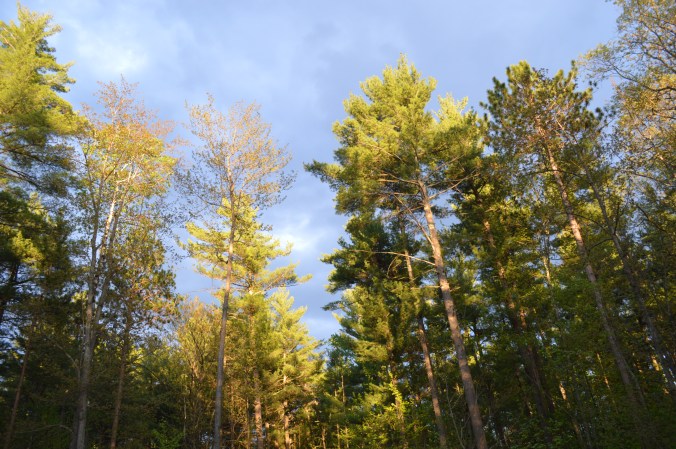 ./ Photo DR Lexie Swing