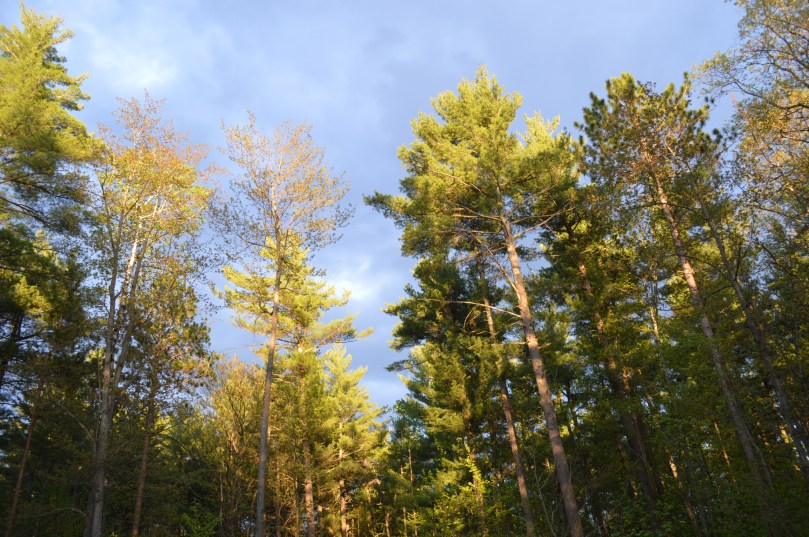 ./ Photo DR Lexie Swing