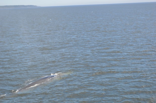 Croisière aux baleines avec AML./ Photo Dr Lexie Swing